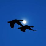 Why Do Geese Honk At Night? [8 Reasons]
