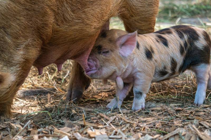 Why do pigs eat their babies