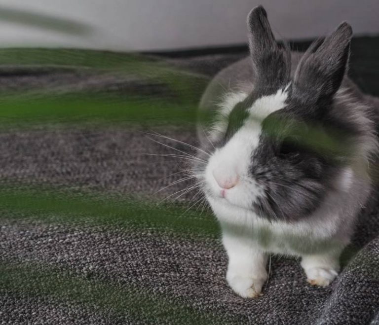 Why Does My Rabbit Bite My Clothes? [9 Reasons] All About Pets