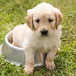 Newborn Puppy Constipated – Causes And Help