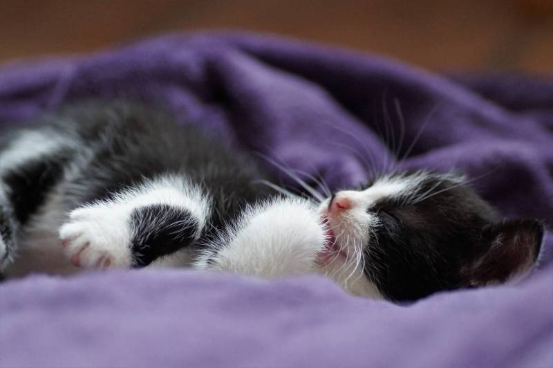 Cat Sleeping With Mouth Open Causes Explained All About Pets