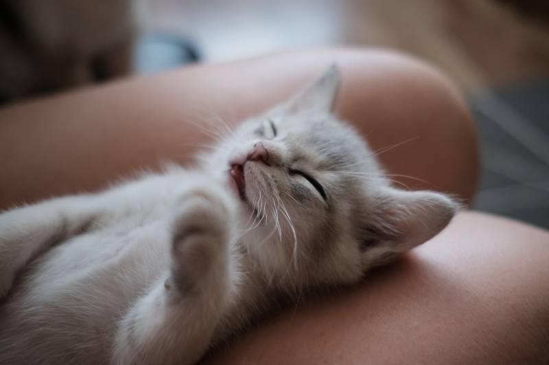 cat sleeping with mouth open