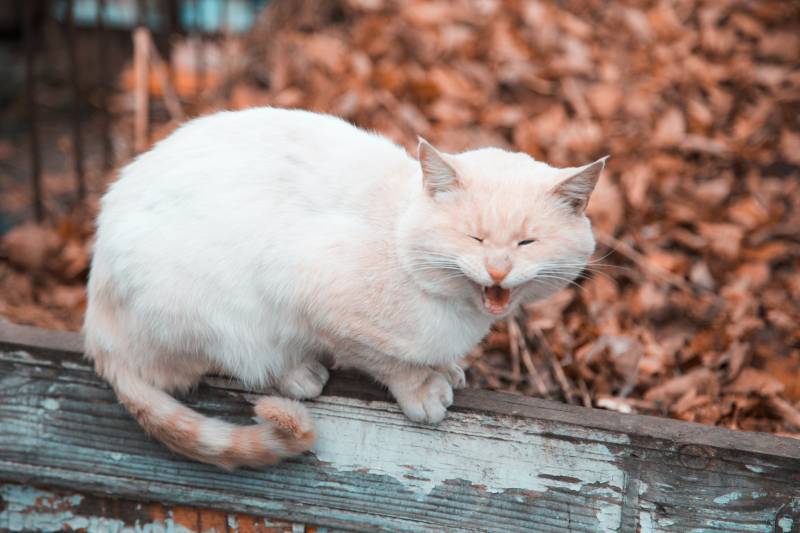 Cat Chewing on Nothing