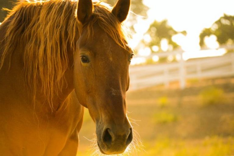 Dying Horse Hair Is It A Good Idea? How To Do It? All About Pets