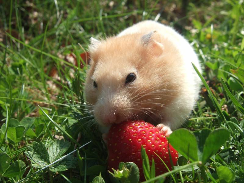 Hamsters are smart animals