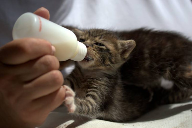 How To Bottle Feed A Kitten That Won t Eat Guide All About Pets