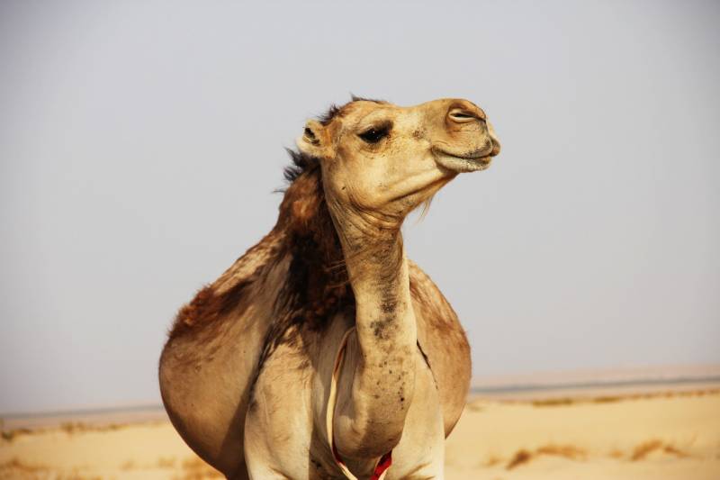 Reasons why camels spit