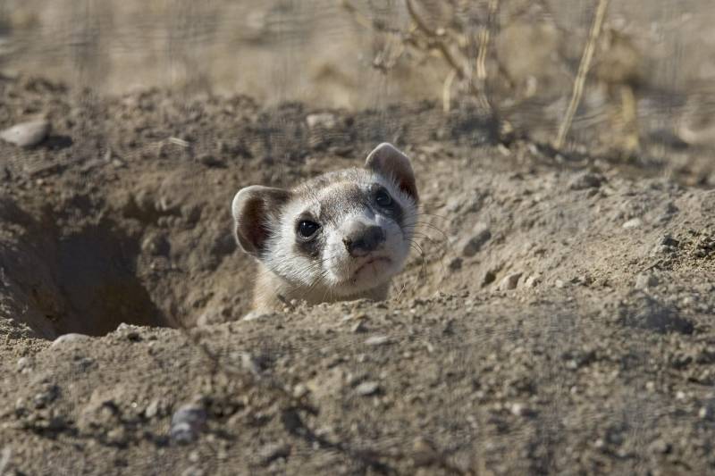 Things that black footed ferrets eat