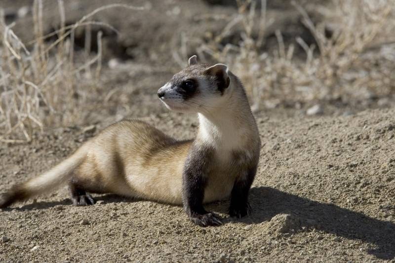 What do black footed ferrets eat