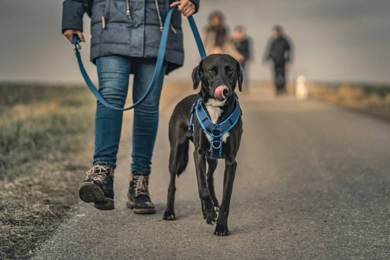 What to do if unleashed dog attacks leashed dog