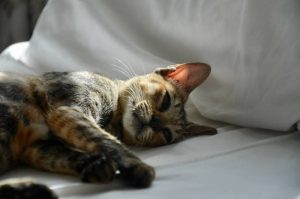 Photo inspiration: Visual Reference: Cat Stomach Spasms Causes And What To Do