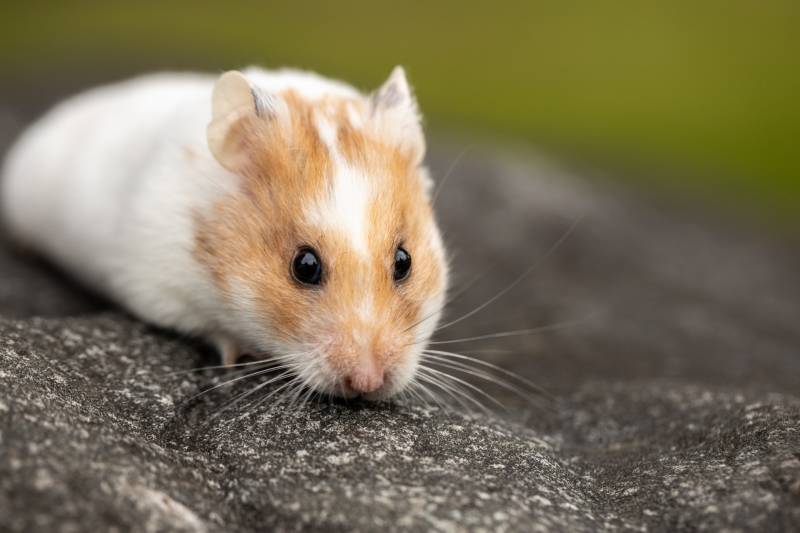 Causes of bleeding from the bottom in hamsters