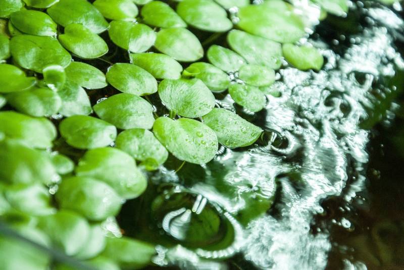 Frogbit vs Duckweed