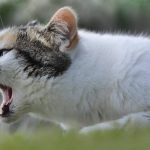 Why Does My Cat Make Weird Noises? [Top Reasons]