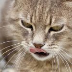 Cat Keeps Licking Lips and Swallowing – Causes and How to Stop It