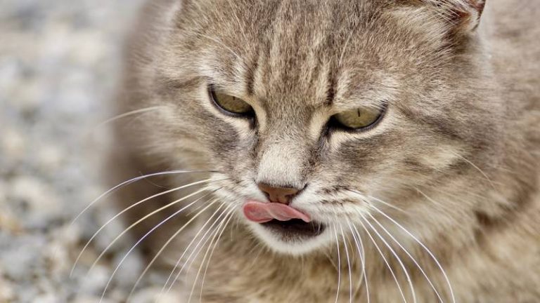 cat-keeps-licking-lips-and-swallowing-causes-and-how-to-stop-it-all