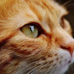 Putting Down a Cat with Stomatitis – Should You Do It?