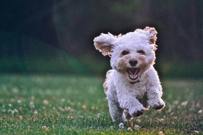 Why Do Dogs Spin In Circles? Reasons Explained All About Pets