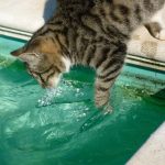 6 Reasons Why Cats are Afraid of Water