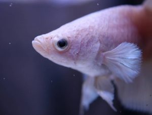 Reasons why my Betta Fish Stares at Me