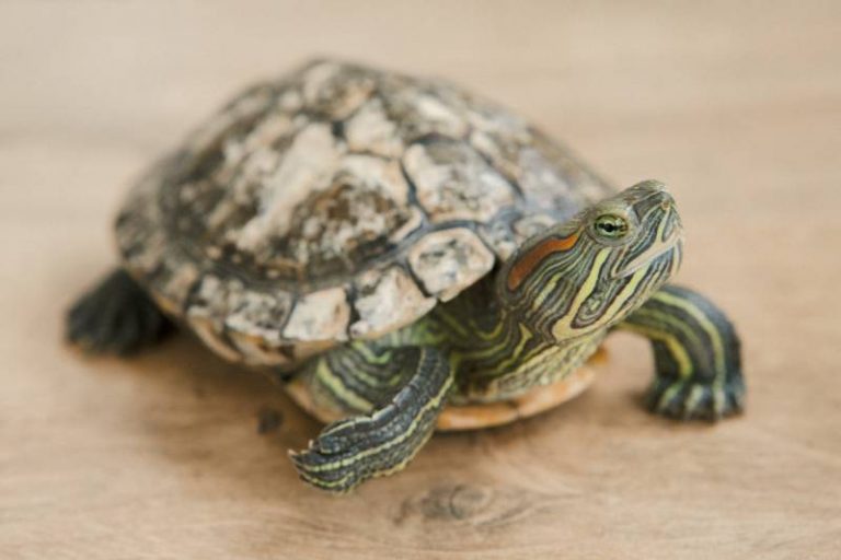 Can You Paint A Turtle Shell? - All You Need To Know - All About Pets