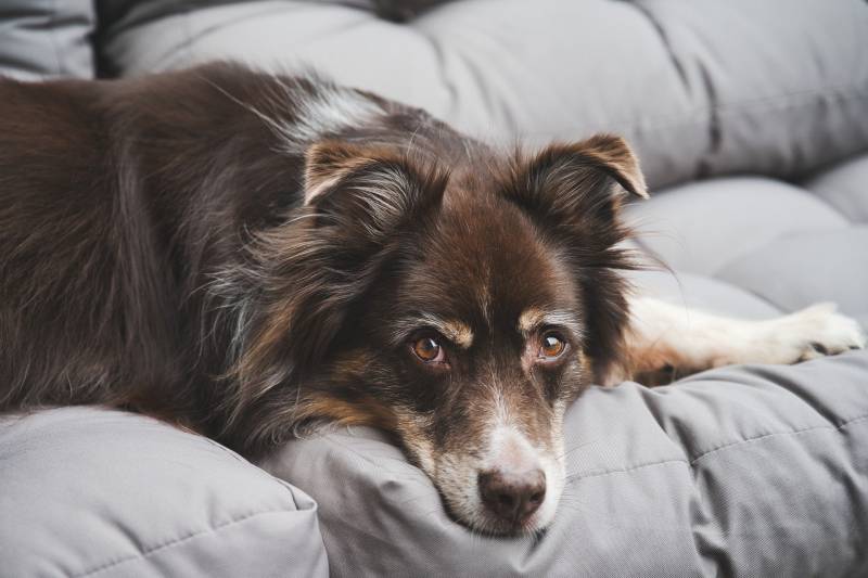 Strange Behavior After Neutering Dog – Reasons & Solutions