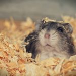 Bleeding From The Bottom In Hamsters - Causes