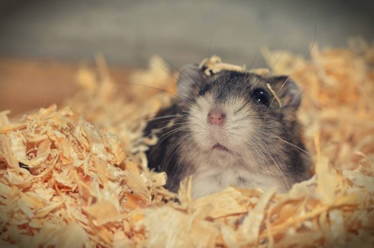 Bleeding From The Bottom In Hamsters Causes All About Pets