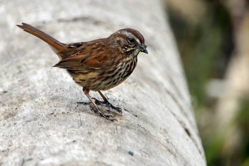 Why is my bird's poop watery 