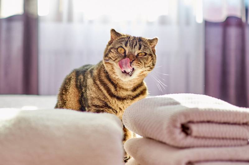 cat licks flee treatment