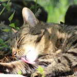 Here’s What Happens If Your Cat Licks Flea Treatment