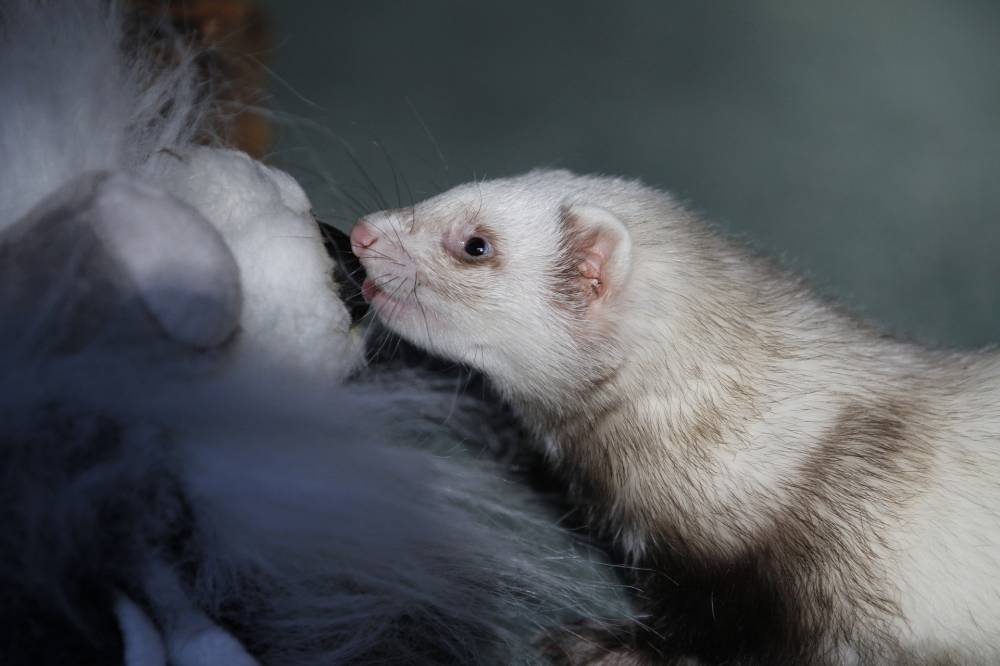 Animals Ferrets Relate To