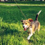 Dog Breeds Prone To Back Problems