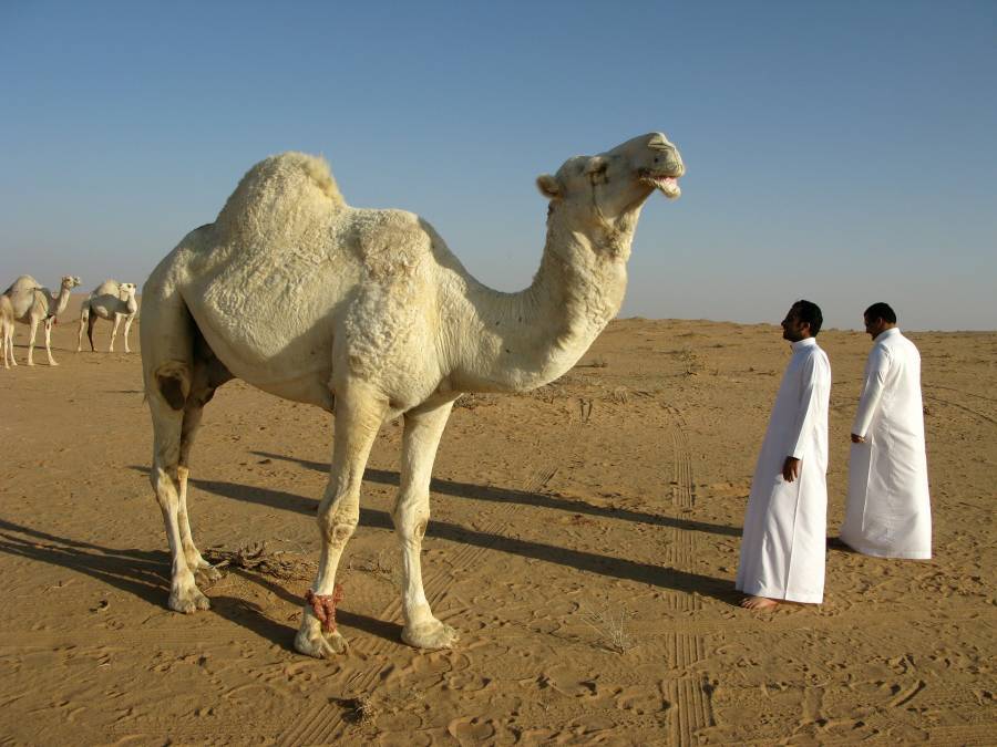 Camels know how to survive in the desert
