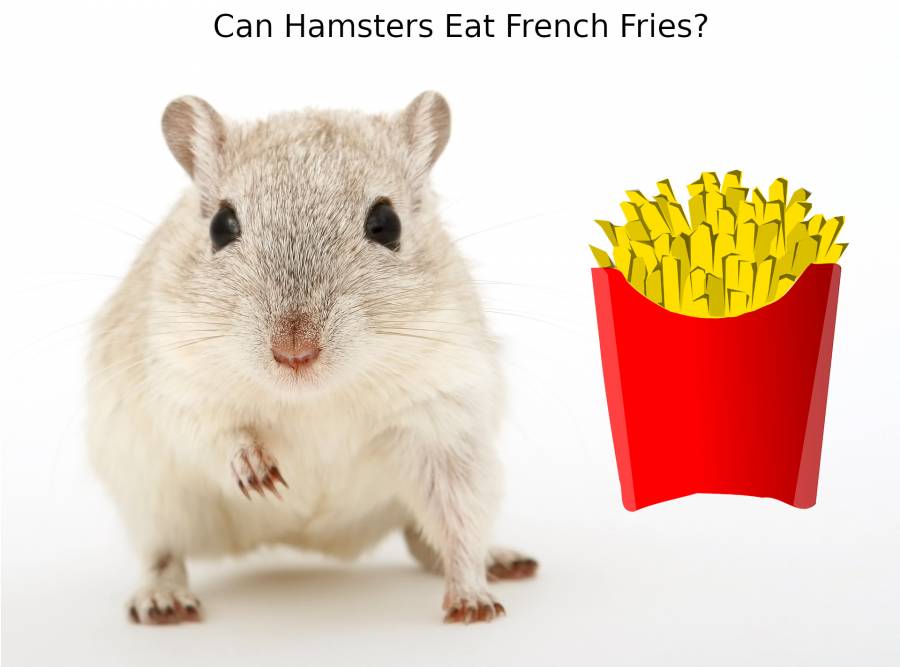 Can Hamsters Eat French Fries