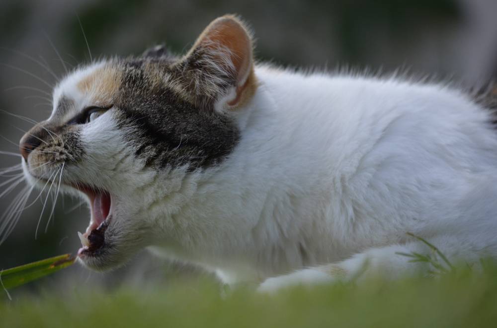 Cat open mouth when stressed