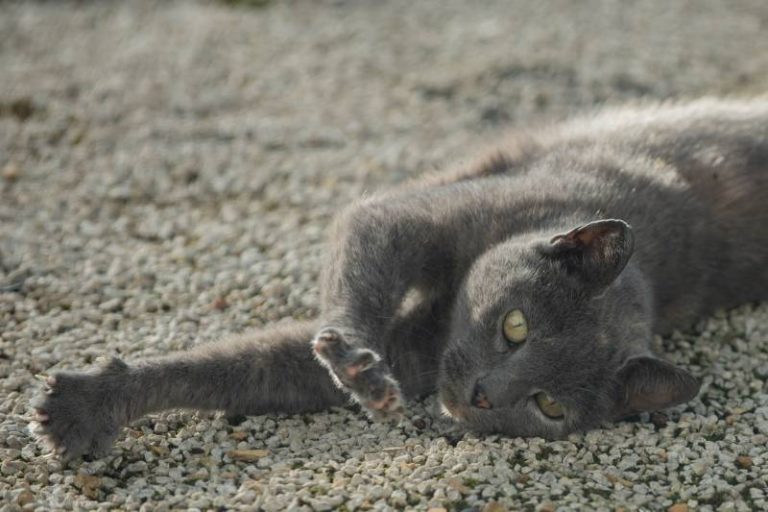 White Specks On Cat Fur What Are They All About Pets