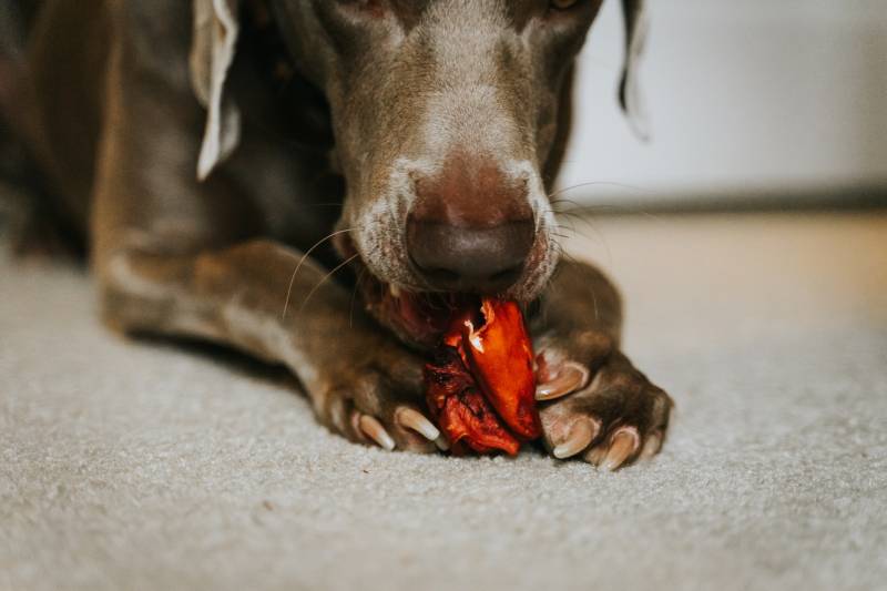 Dog s Nail Fell Off But There Is No Blood Here s Why All About Pets