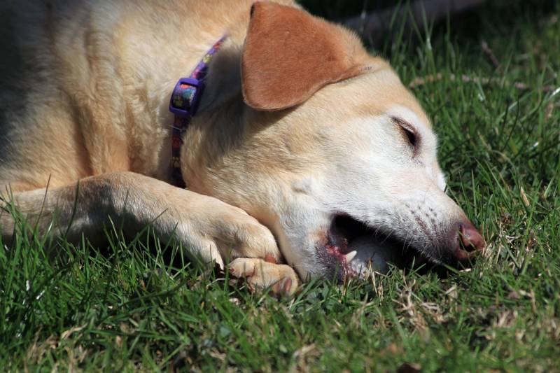 Dog Nail Fell Off, but there is No Blood