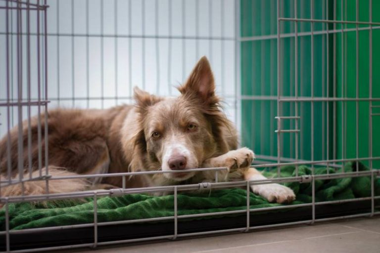 Dog Sleeping In A Crate At Night Is It A Good Idea All About Pets