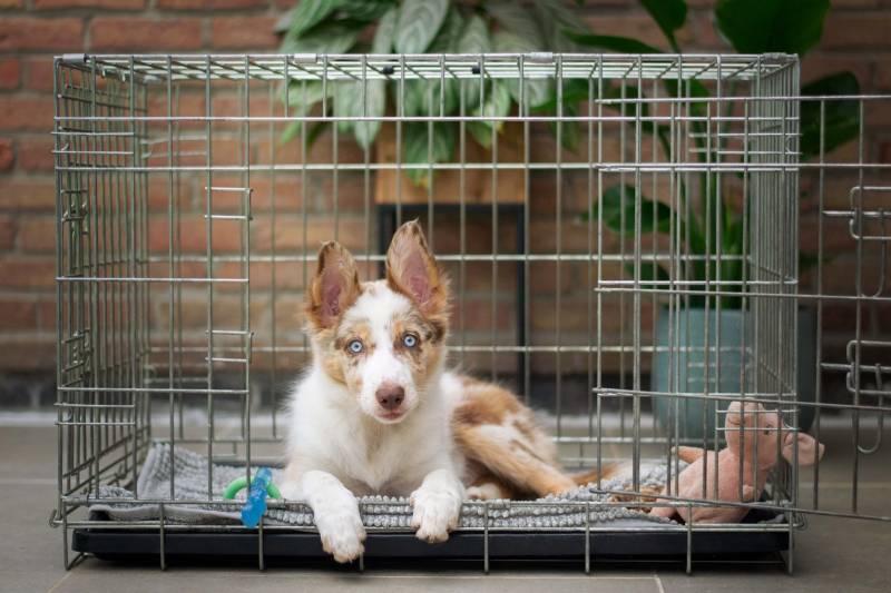 Dogs sleeping in a crate at night