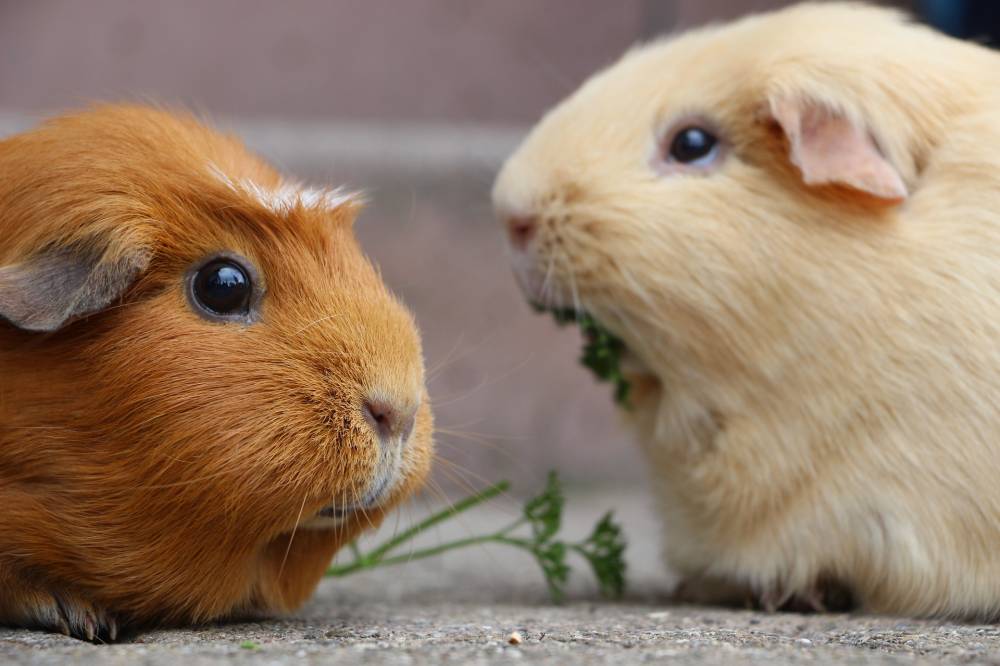 Guinea Pig Rumble Strutting