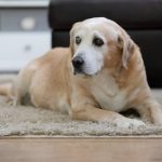 How To Strengthen Old Dog's Hind Legs - Full Guide
