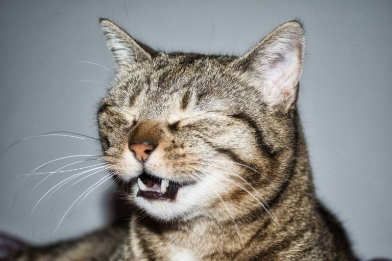 How To Make A Cat Sneeze Full Guide All About Pets