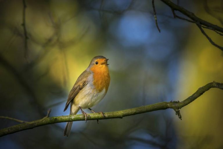 What Birds Are Screaming At Night? - Full List - All About Pets