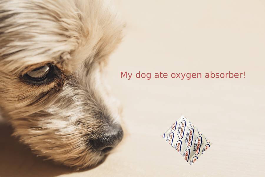My dog ate oxygen absorber what now 