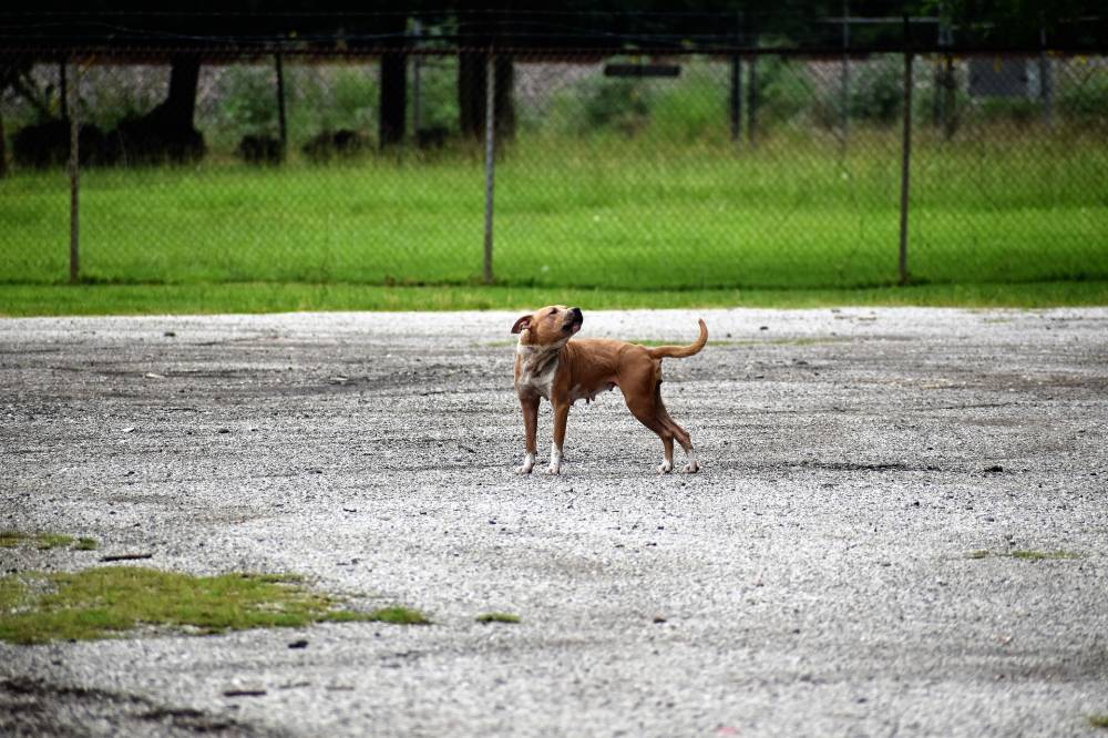 Pregnant dog's stomach is really hard reasons