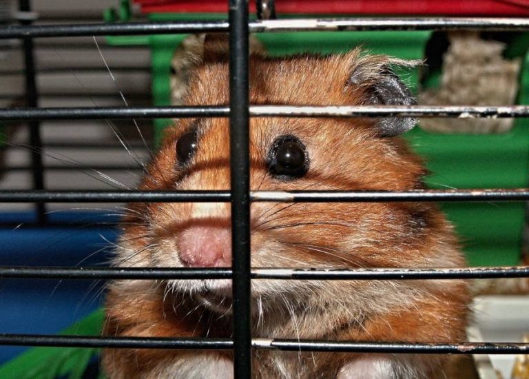 Should I Let My Hamster Die Naturally? All You Need To Know All About Pets