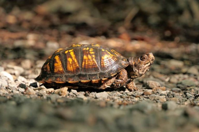 Turtle Shedding White Skin – Causes - All About Pets