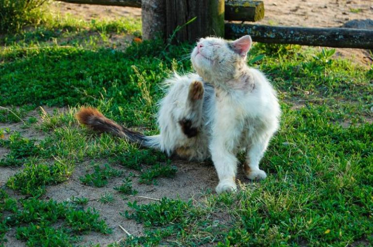 black-specks-acne-or-flea-poop-on-cat-chin-explained-below